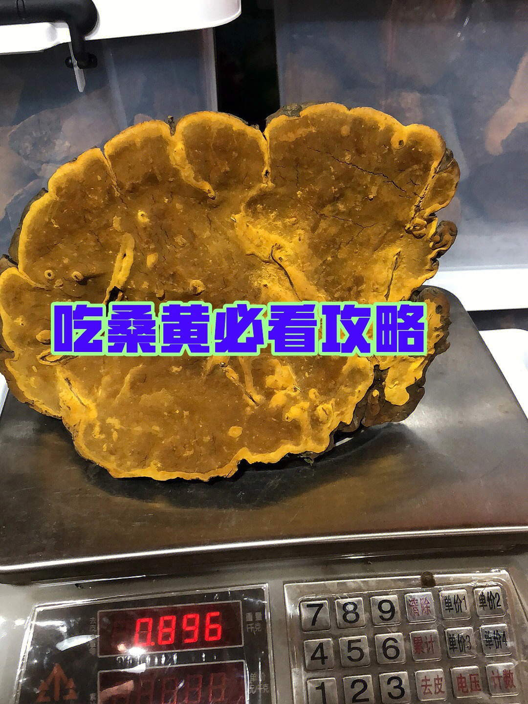 桑黄怎么吃看完这篇您就懂了必看攻略75