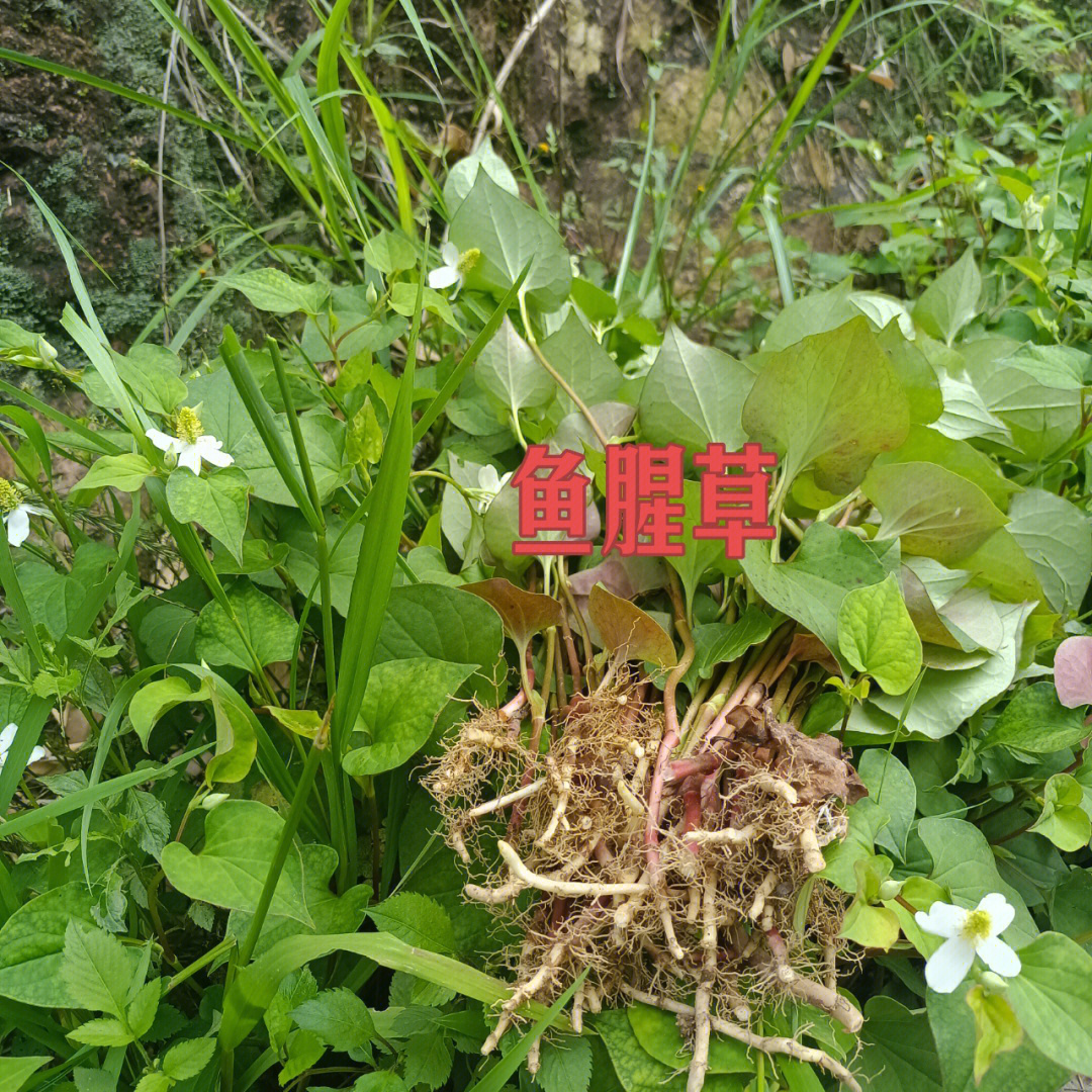 鱼腥草开花啦