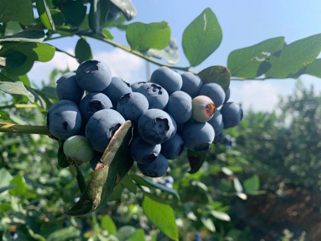 枝上熟枝冠蓝莓一斤礼盒装鲜蓝莓