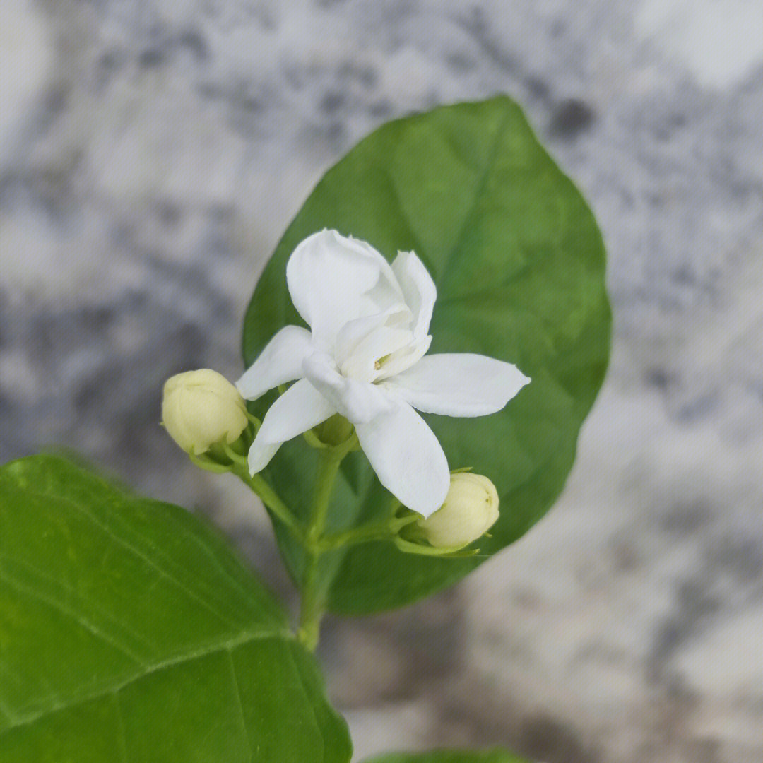 好一朵美丽的茉莉花