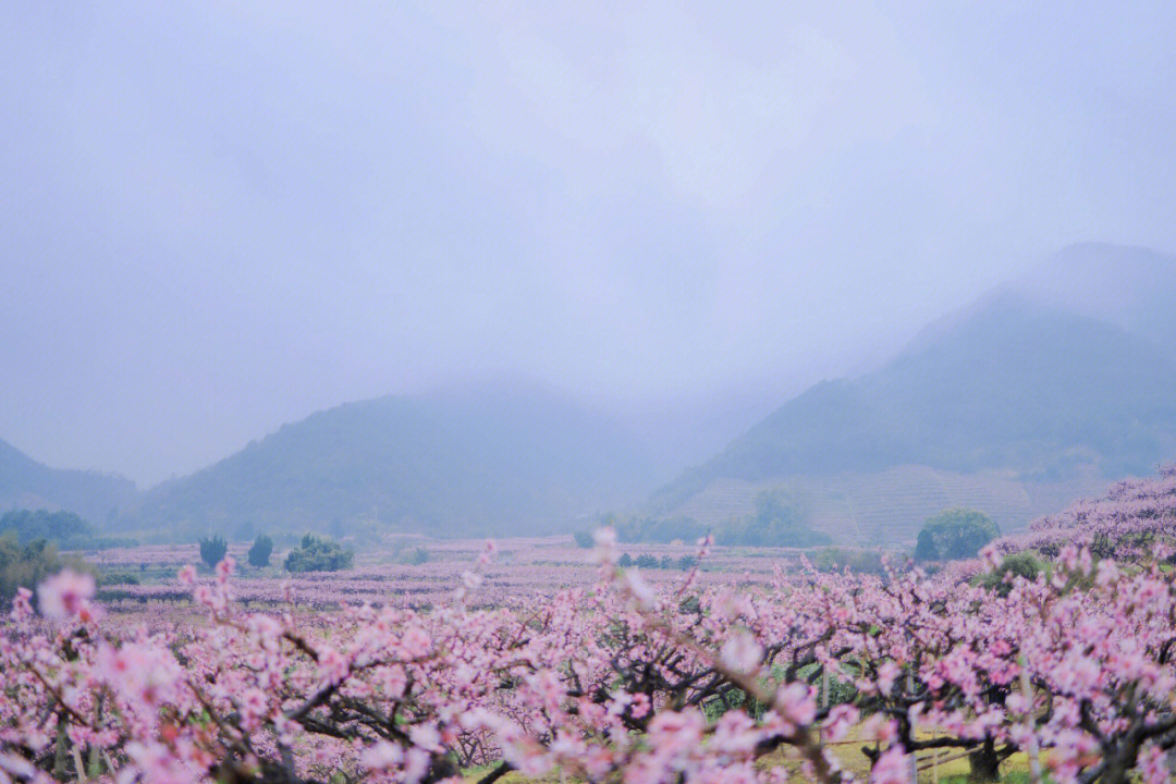 天下第一桃园雨中桃只腥羰劳馓以