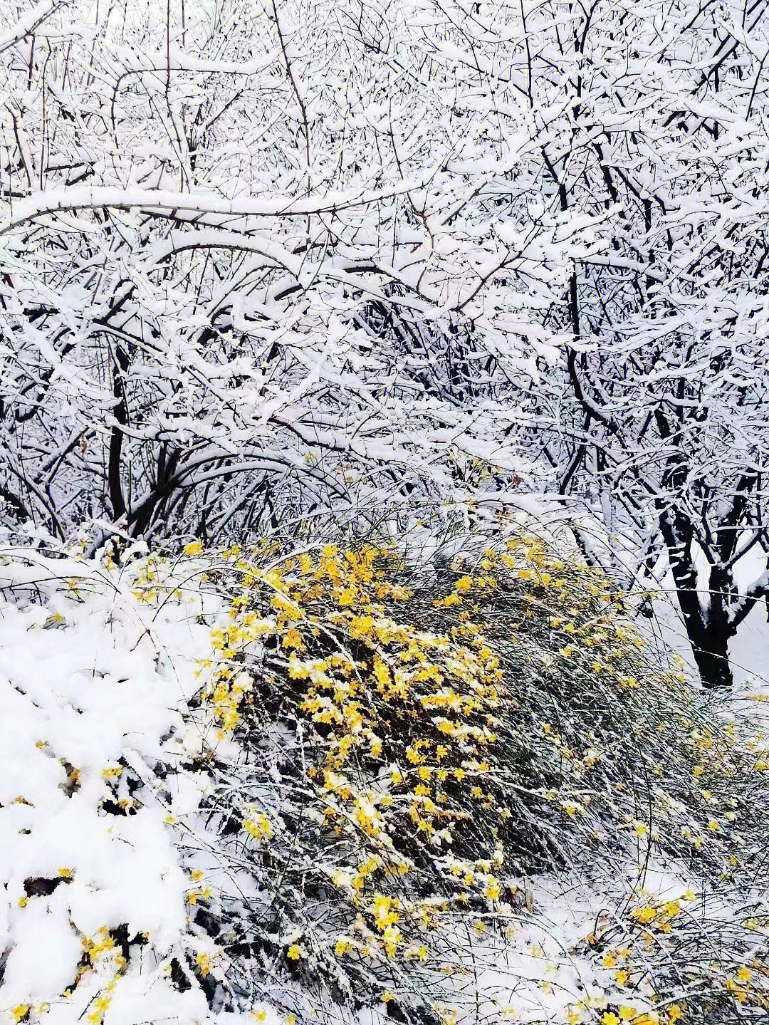 北京的三月雪