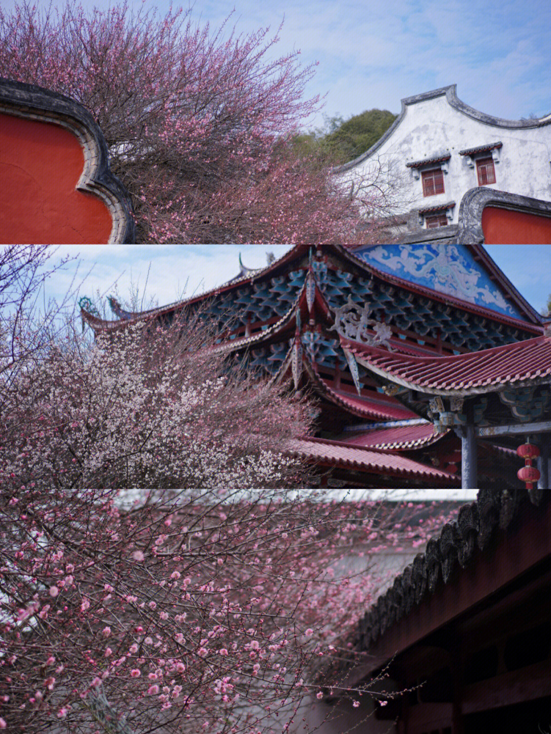 福州周边游林阳寺梅花开了