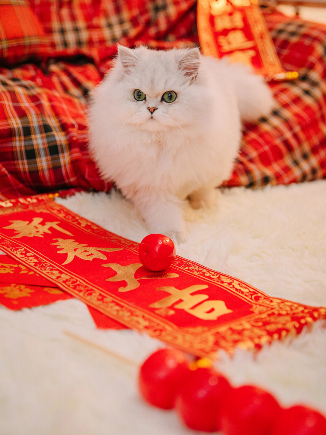 新年猫猫这样拍猫咪写真