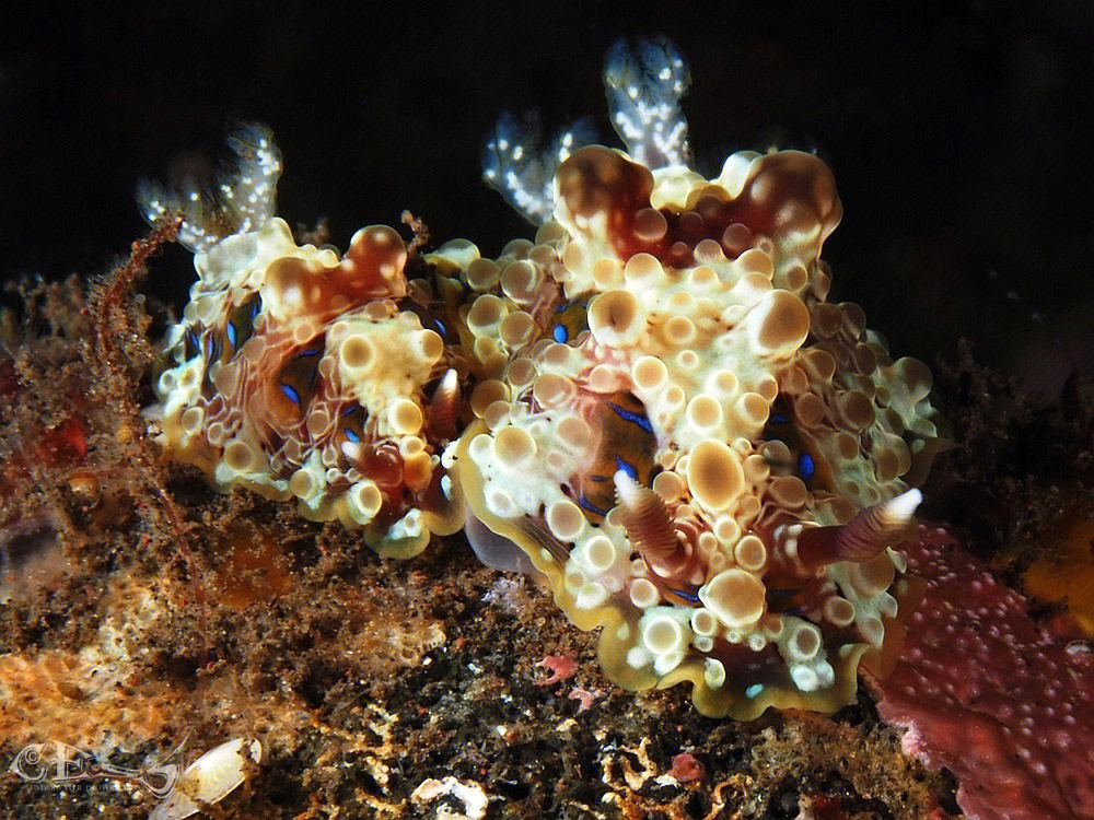海兔海蛞蝓seaslug