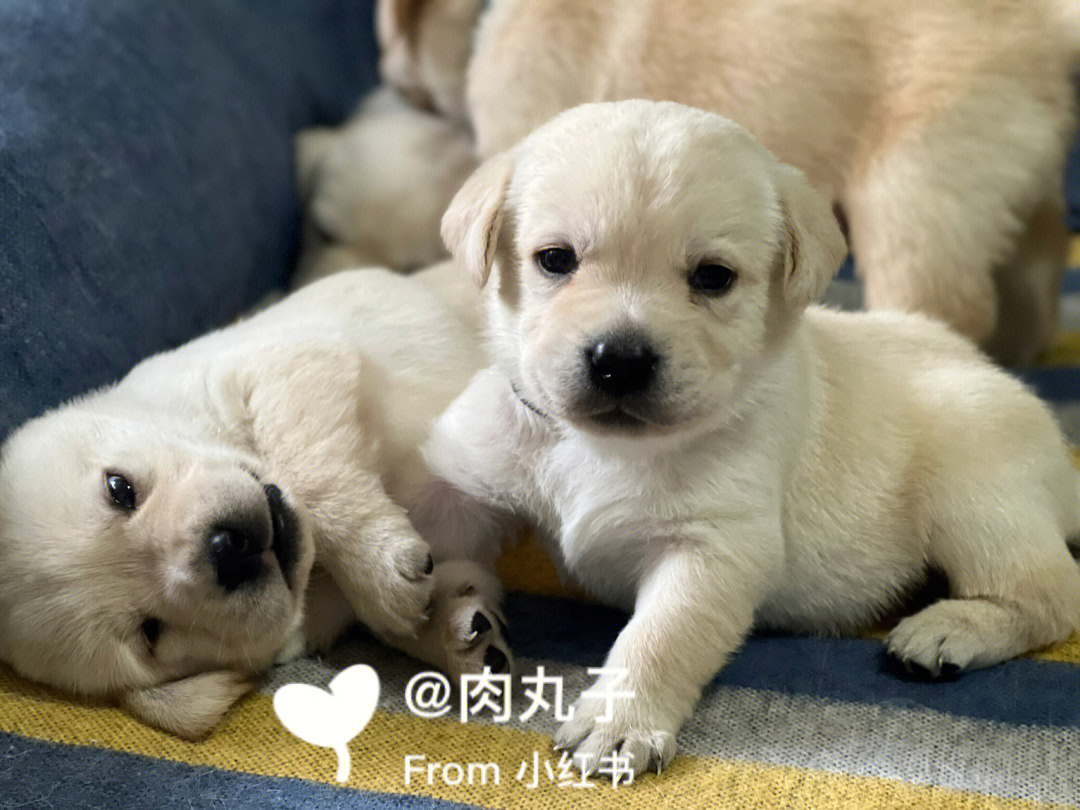 拉布拉多幼犬day26镜头感贼强