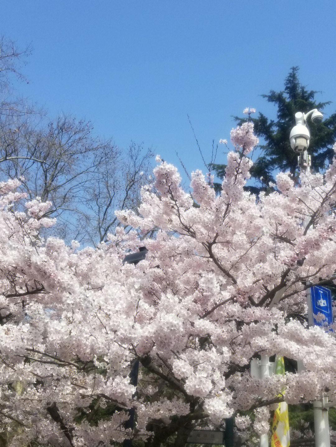 青岛的樱花开了