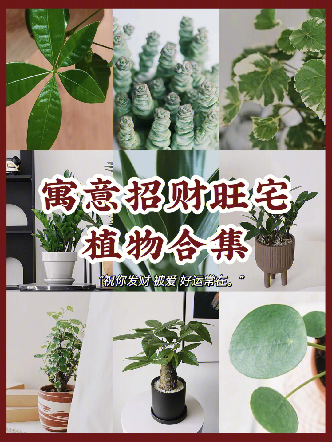 6种招财绿植搞钱人上线啦