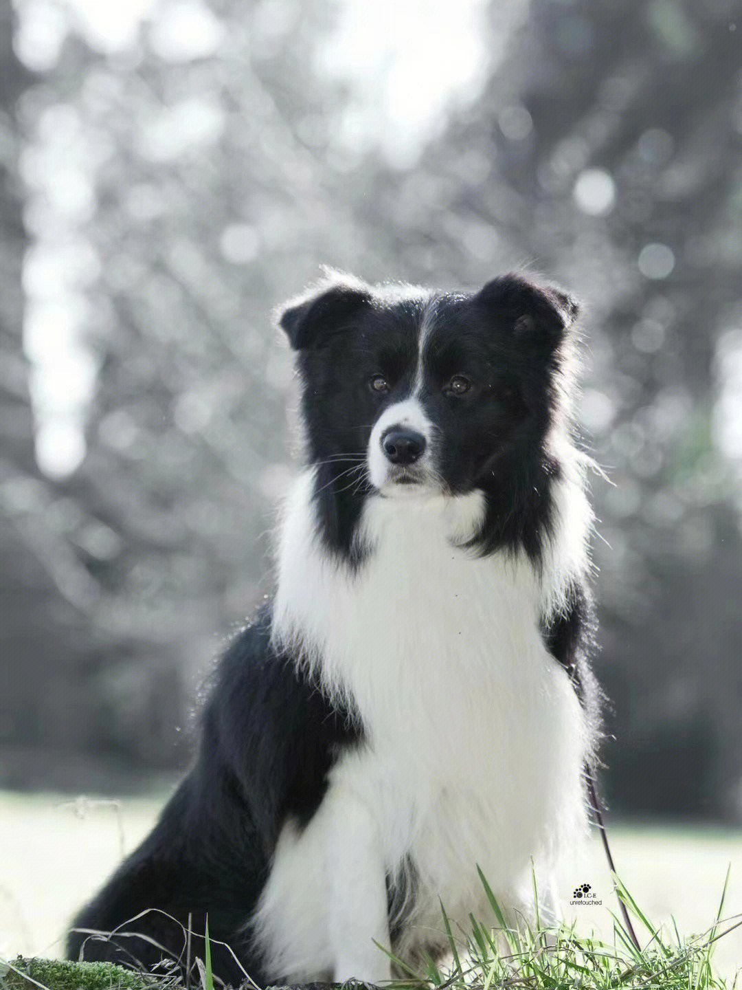 边境牧羊犬bordercollie名称的由来