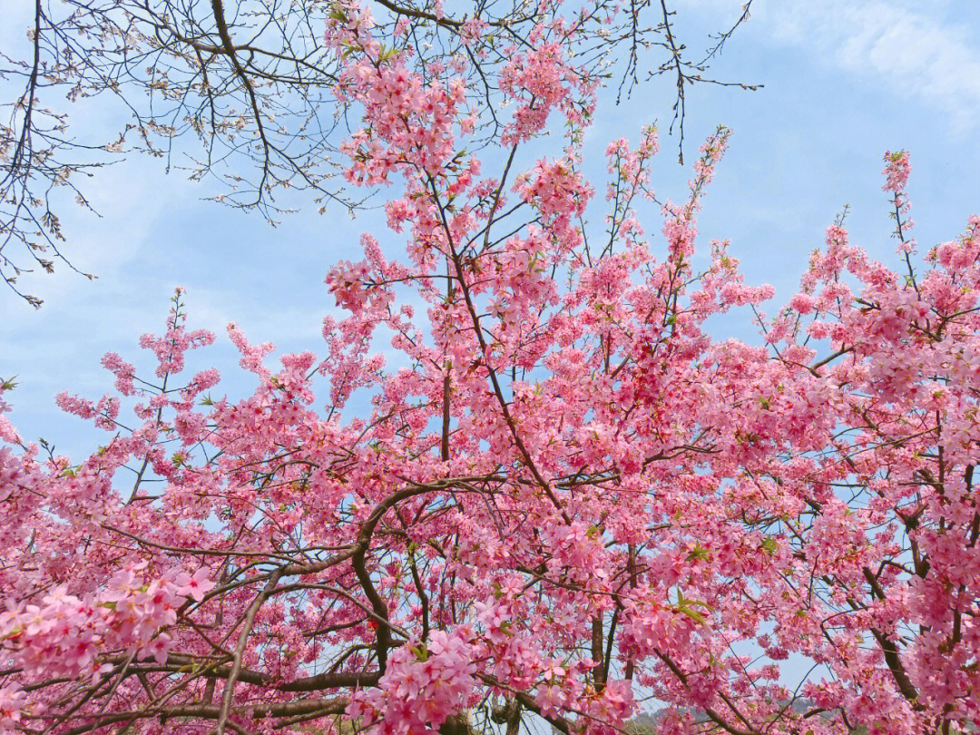 武汉东湖樱花