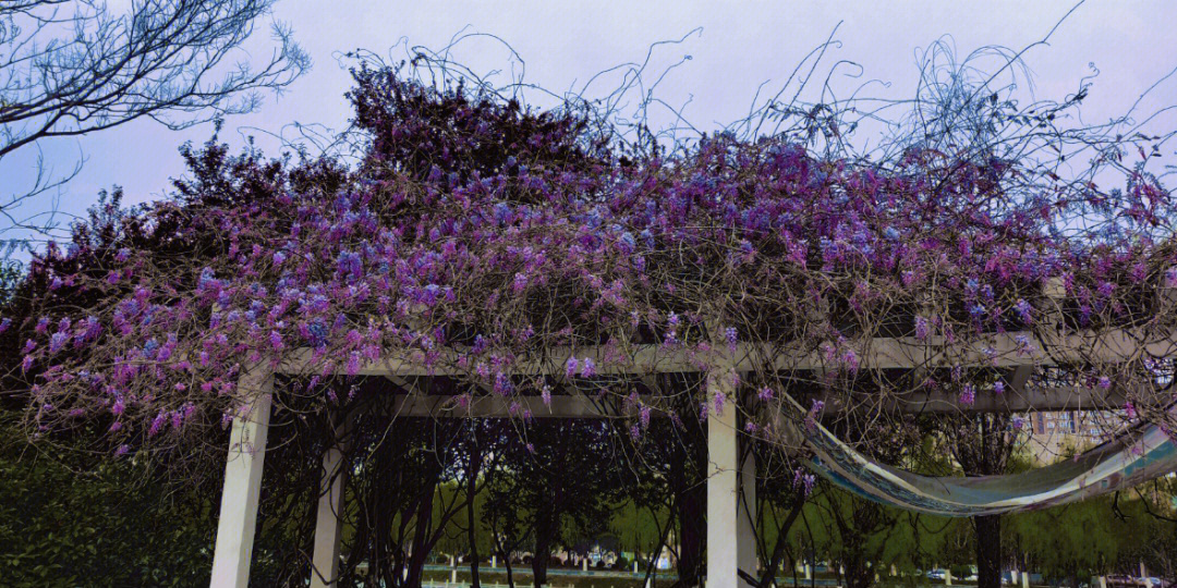 这是紫藤花吗