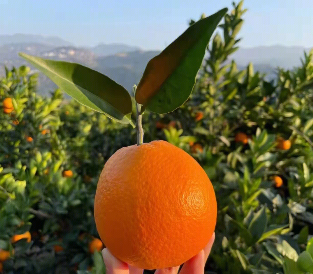 奉节脐橙天花板包甜又包邮