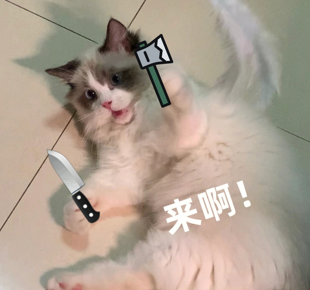 搞笑表情包#猫咪表情包#可爱猫咪#我的猫