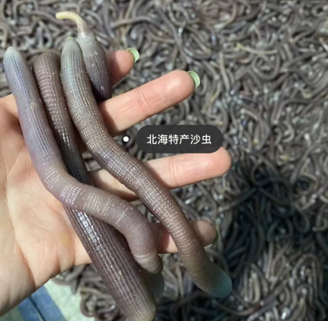 新鲜沙虫 - 湛江市碧海湾水产科技有限公司