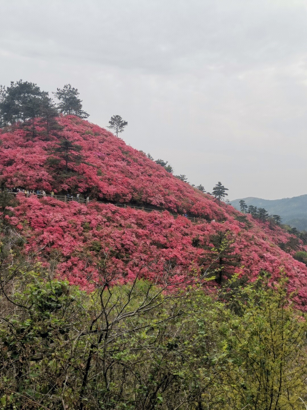 两个人的武汉之徜徉木兰云雾山