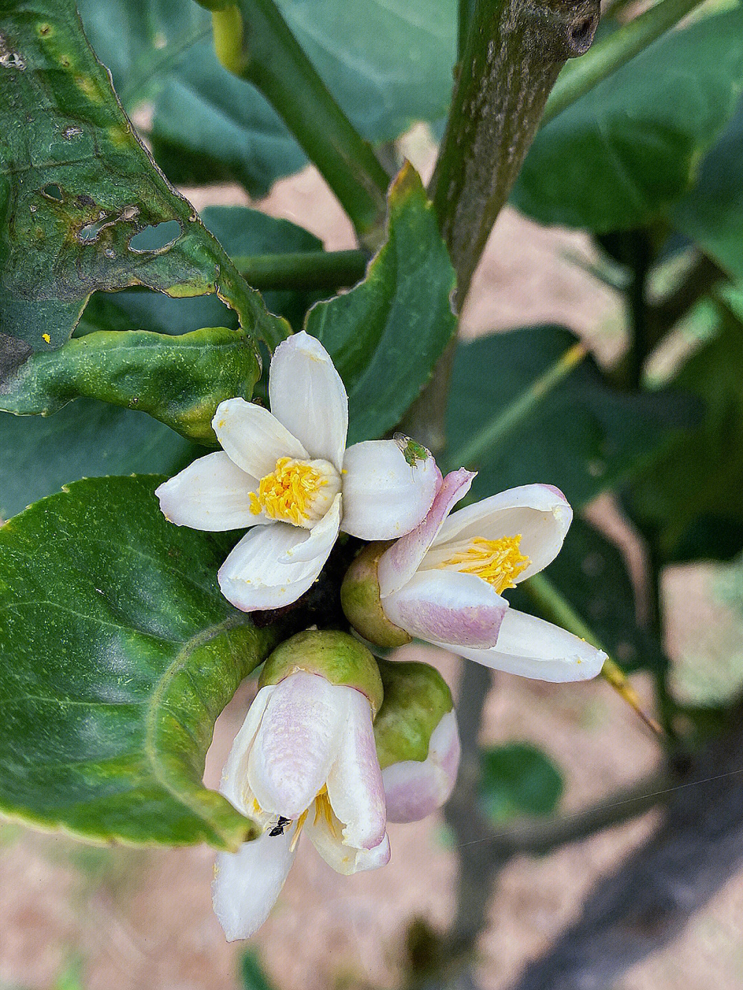 每日一花073香橼yuan