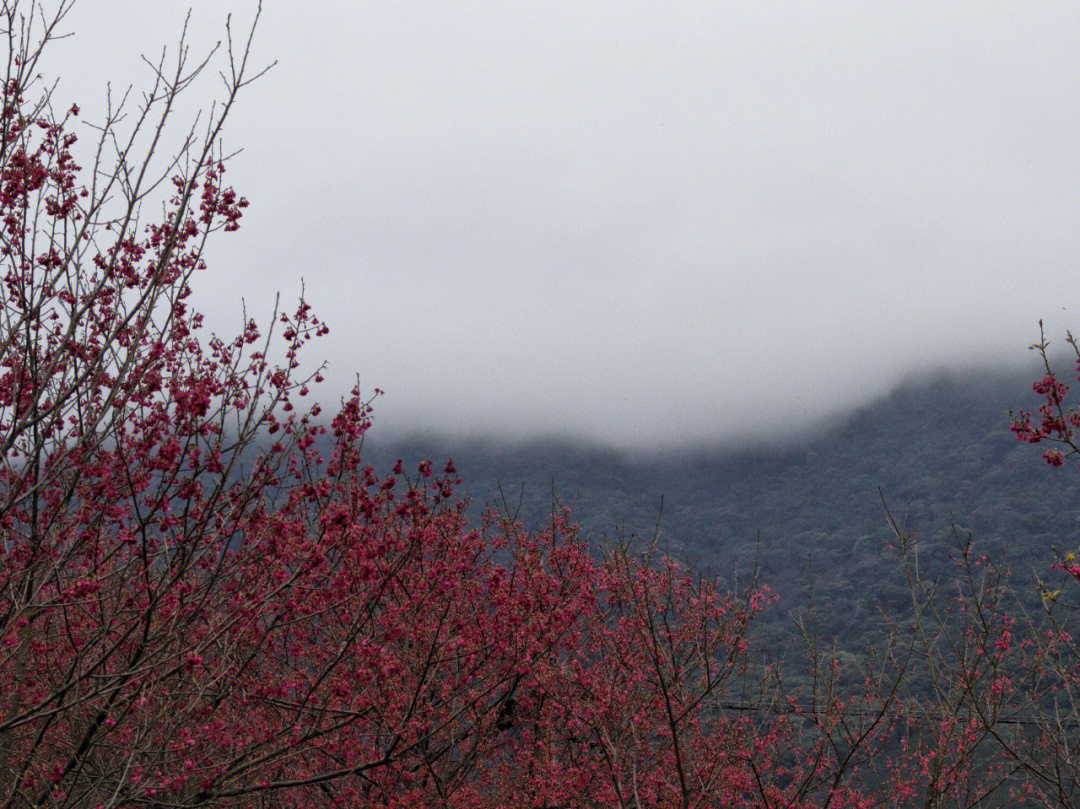 福清灵石山樱花季