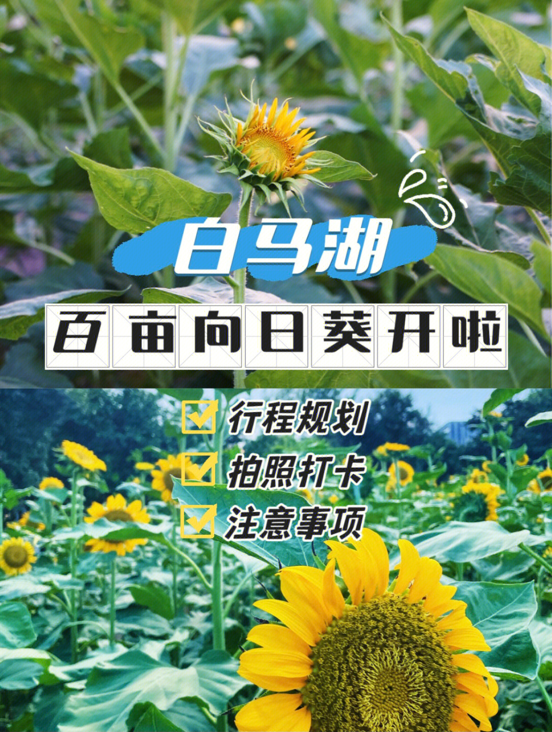 白马湖百亩向日葵正竞相开放