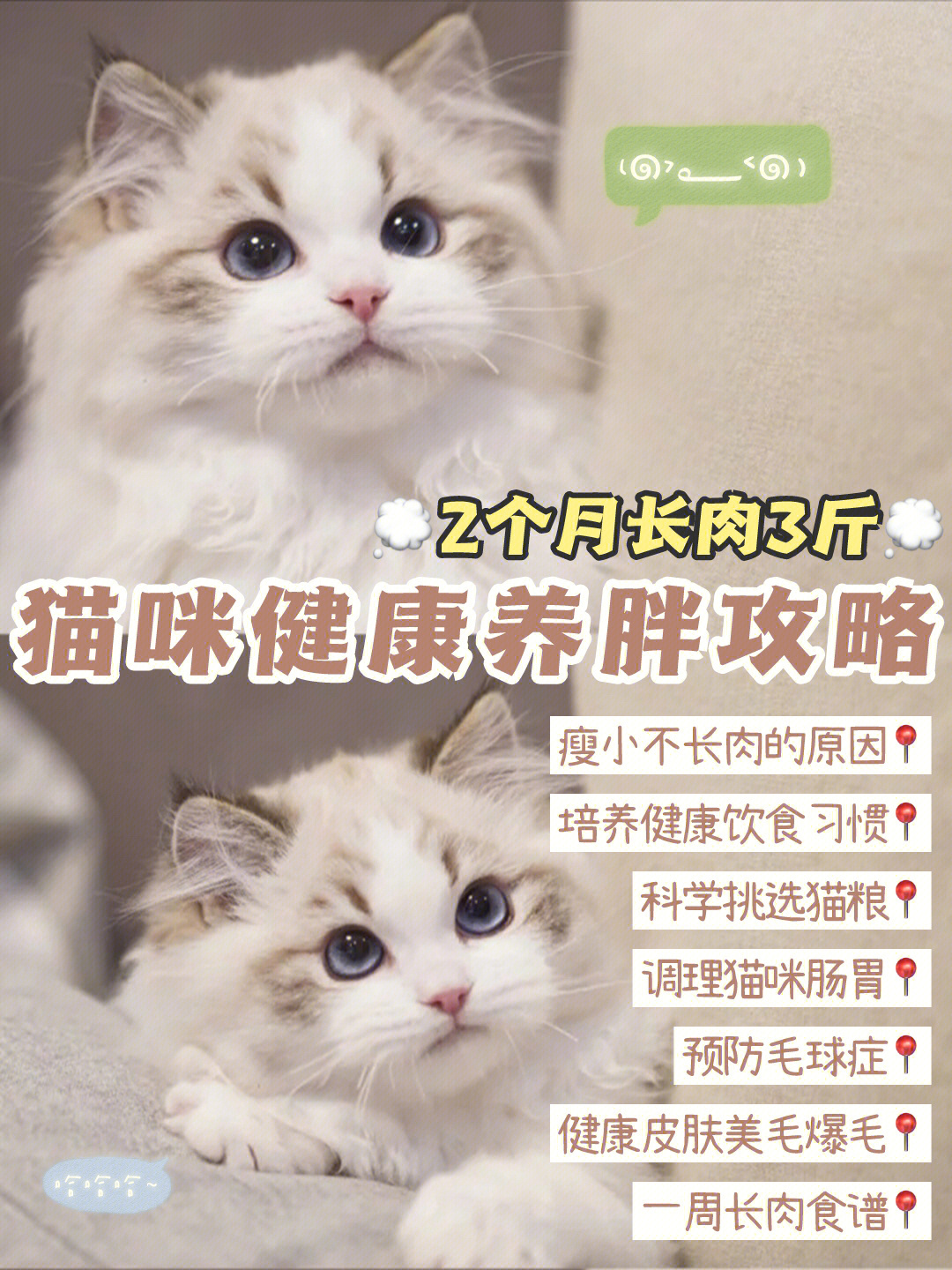 科学健康养胖猫咪附长肉食谱养猫新手