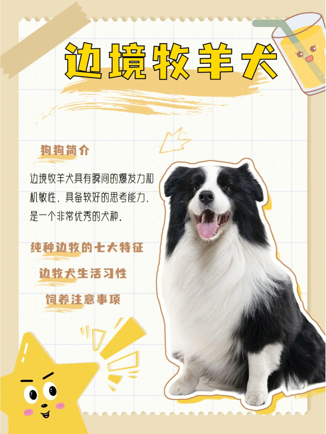 全面了解边牧犬饲养边境牧羊犬的攻略