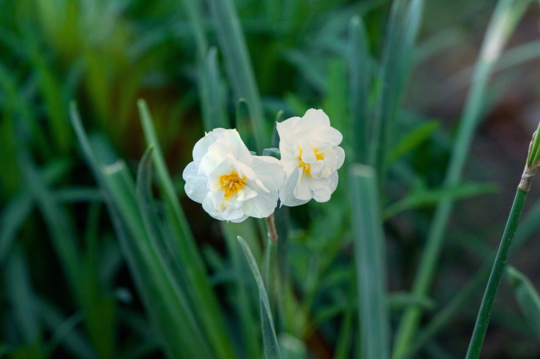 夏日的水仙花