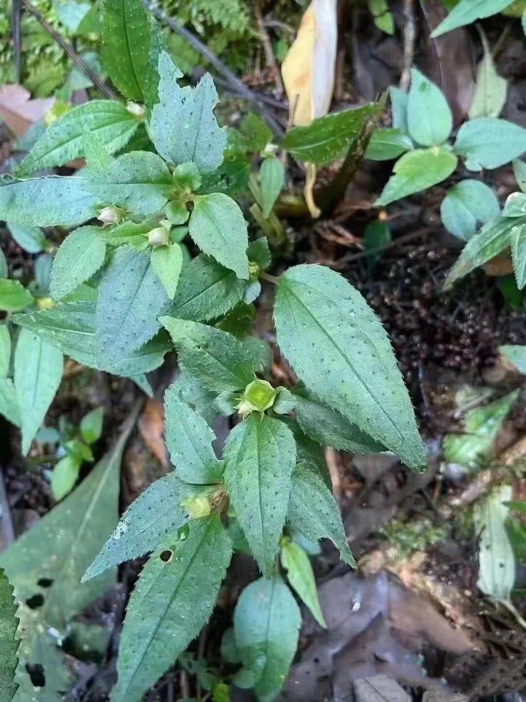 野生风柜斗草