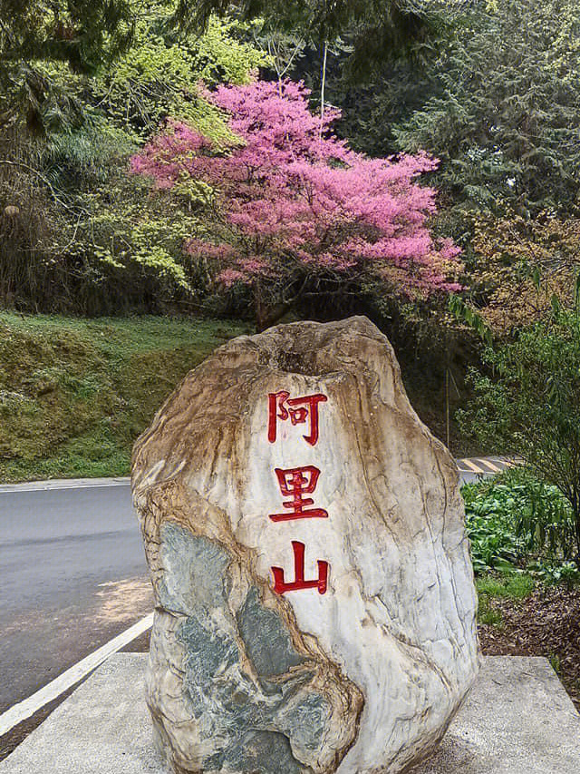 看见台湾阿里山