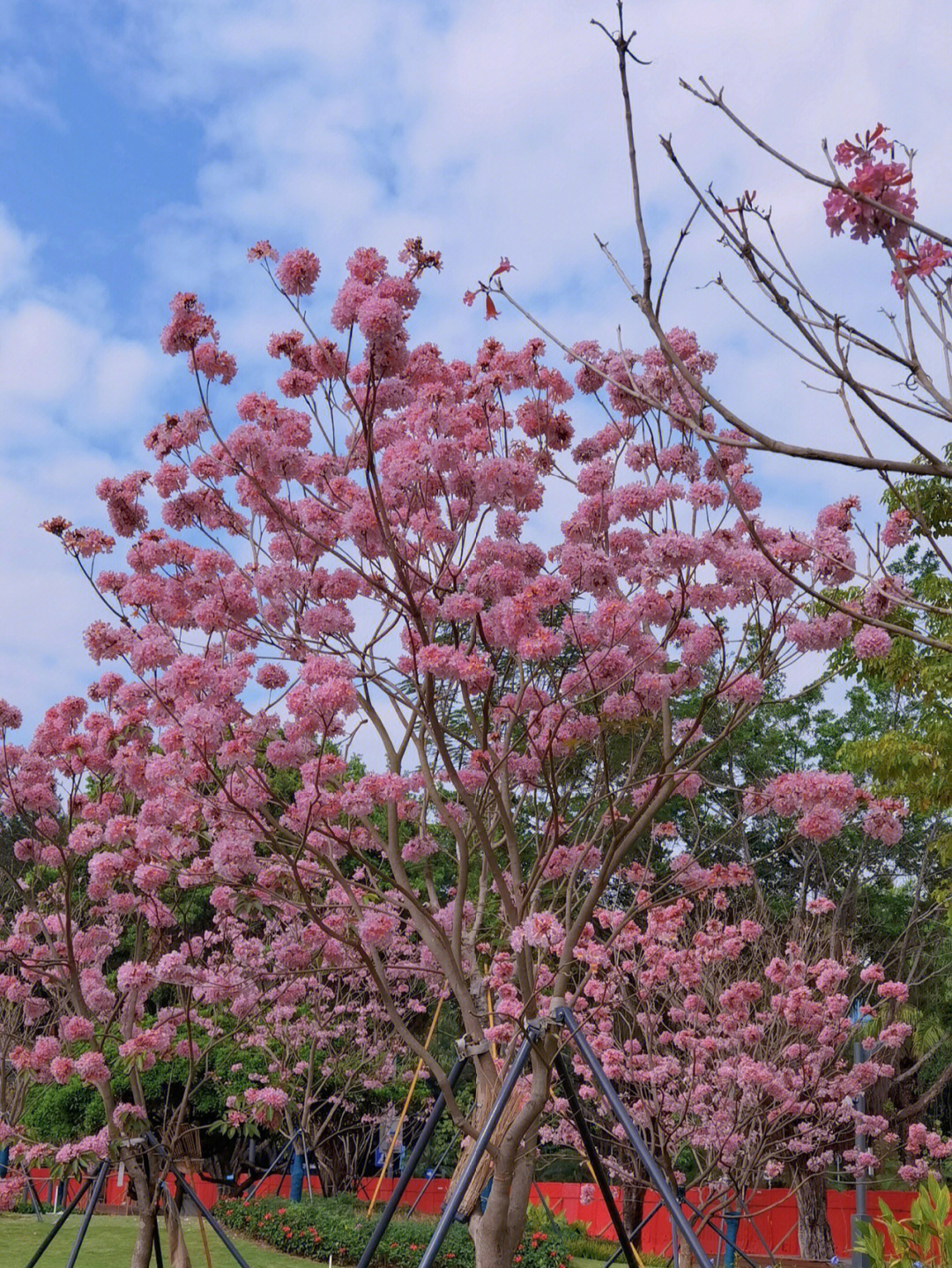 一花一木一草紫花风铃木