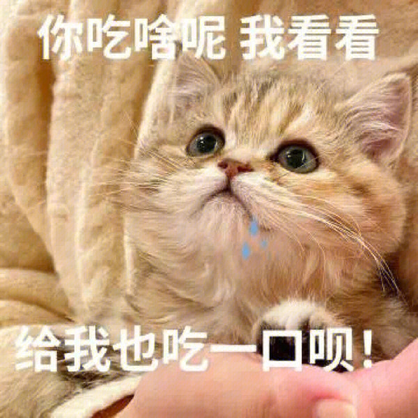 猫咪表情包头像