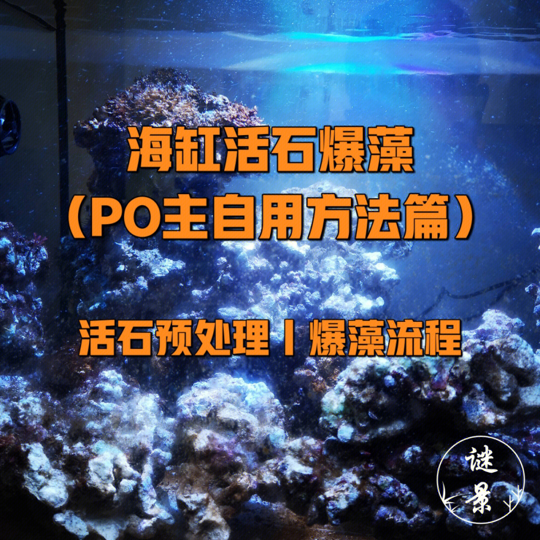 海缸活石爆藻(po主自用方法篇)