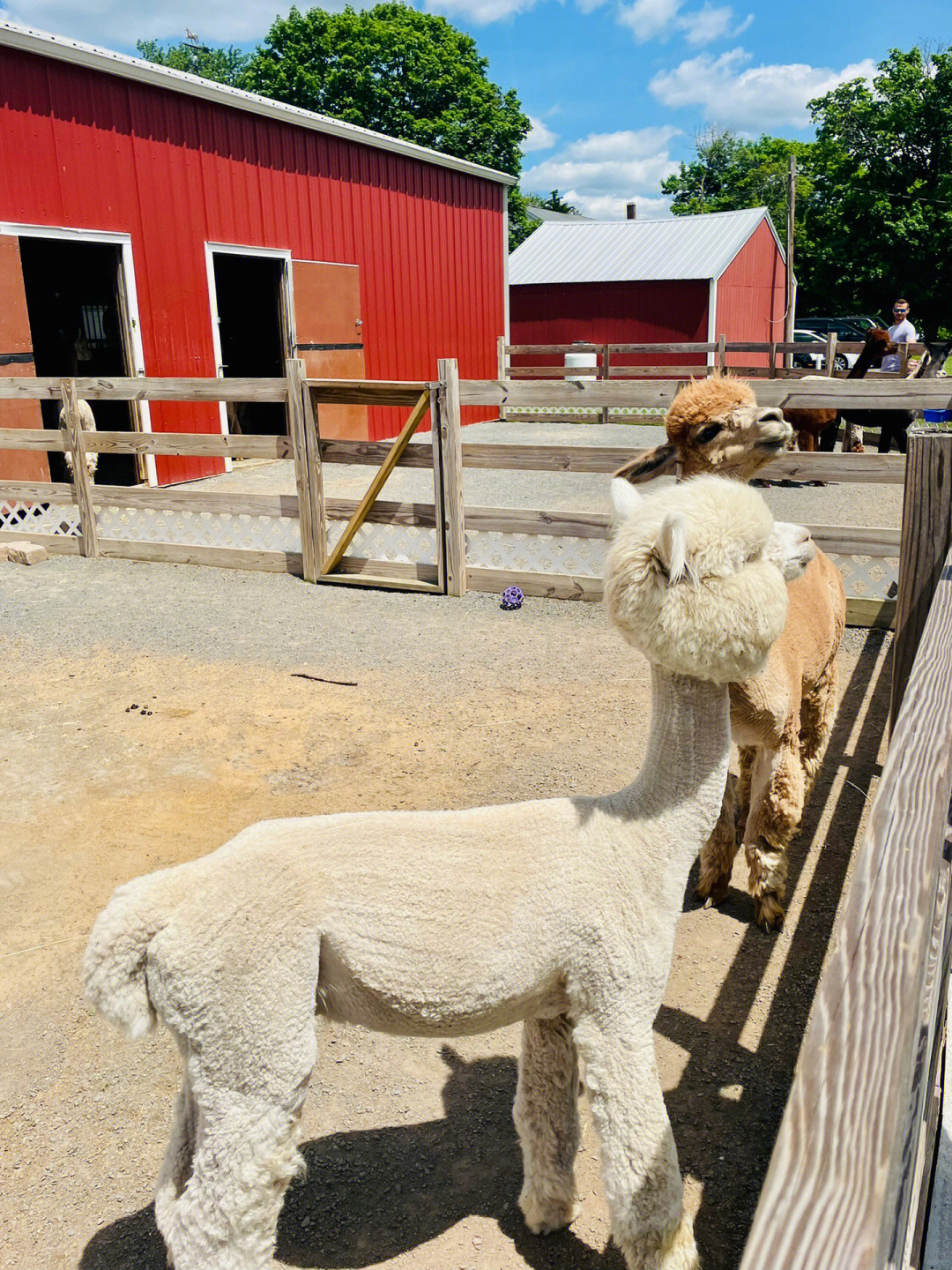  Discover the Best Family Fun at the Petting Zoo in Westchester County, NY