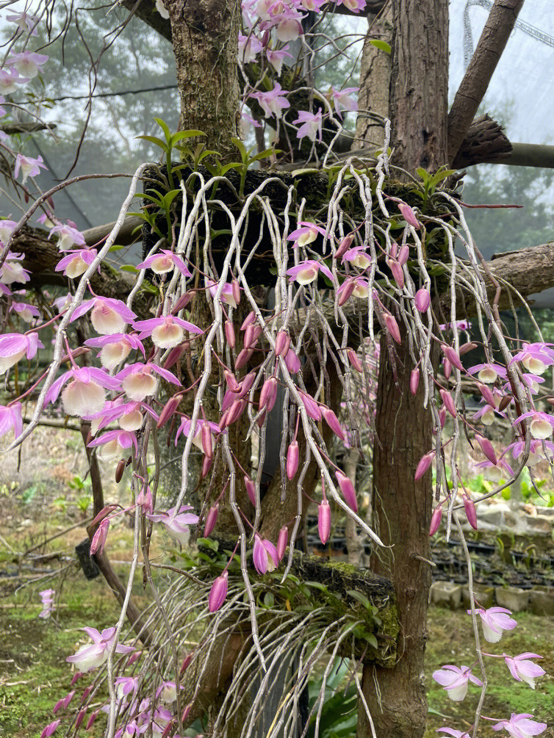 樱花红天宫石斛