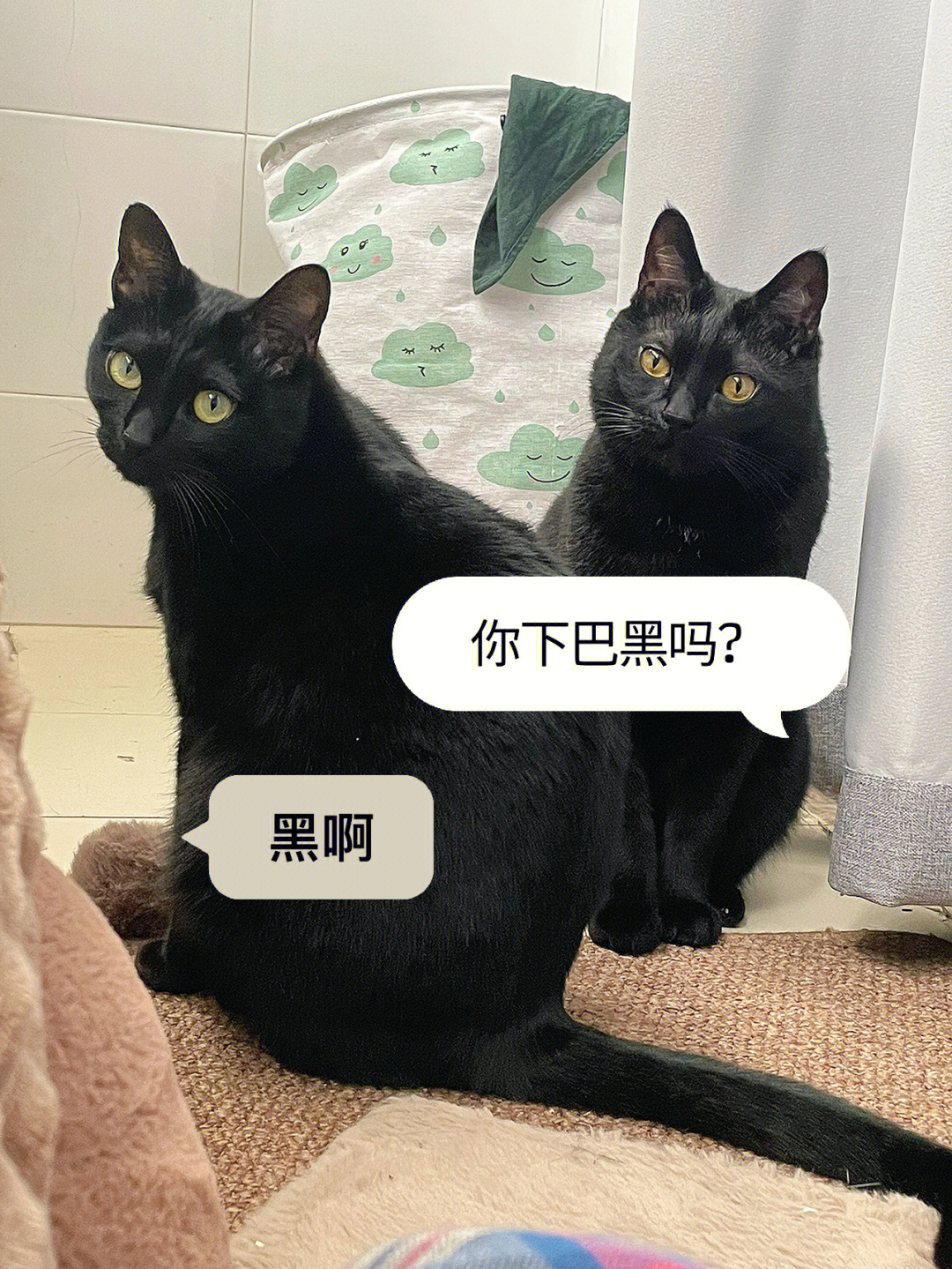 黑猫真诚发问什么是黑下巴