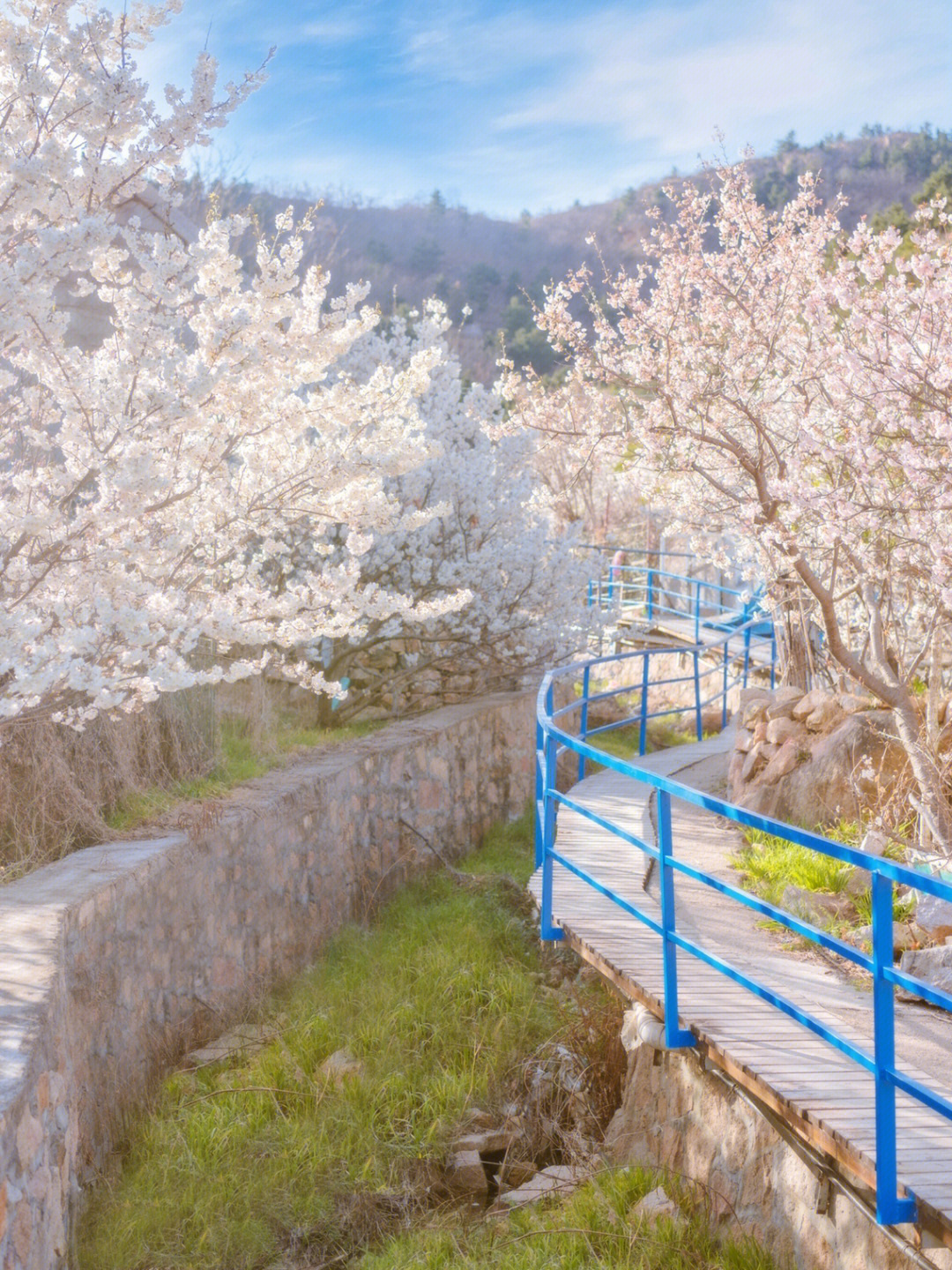 青岛崂山的樱桃花盛开啦