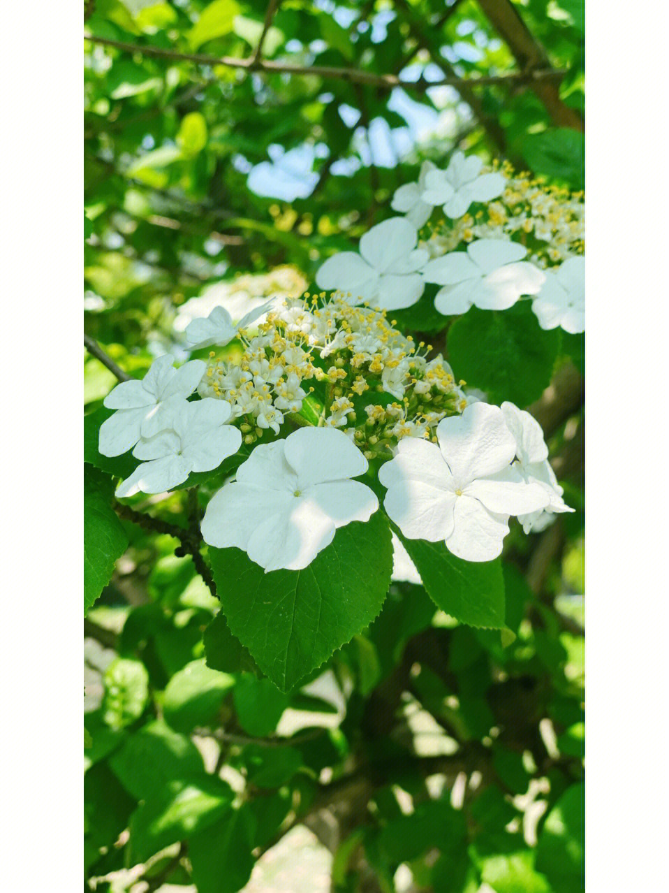 琼花#手机摄影 忽而春风,为所有美好的开始78