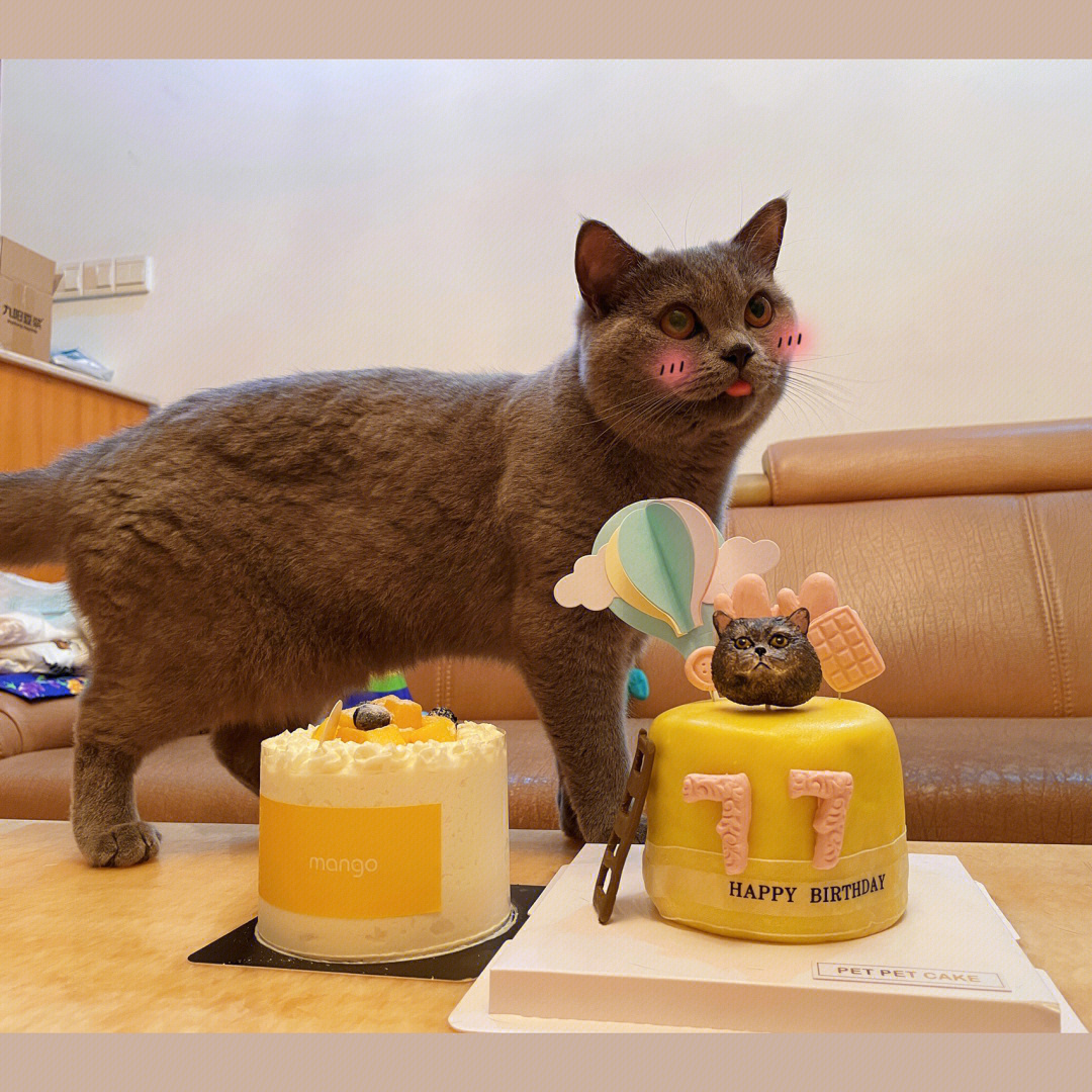 小猫咪过生日啦