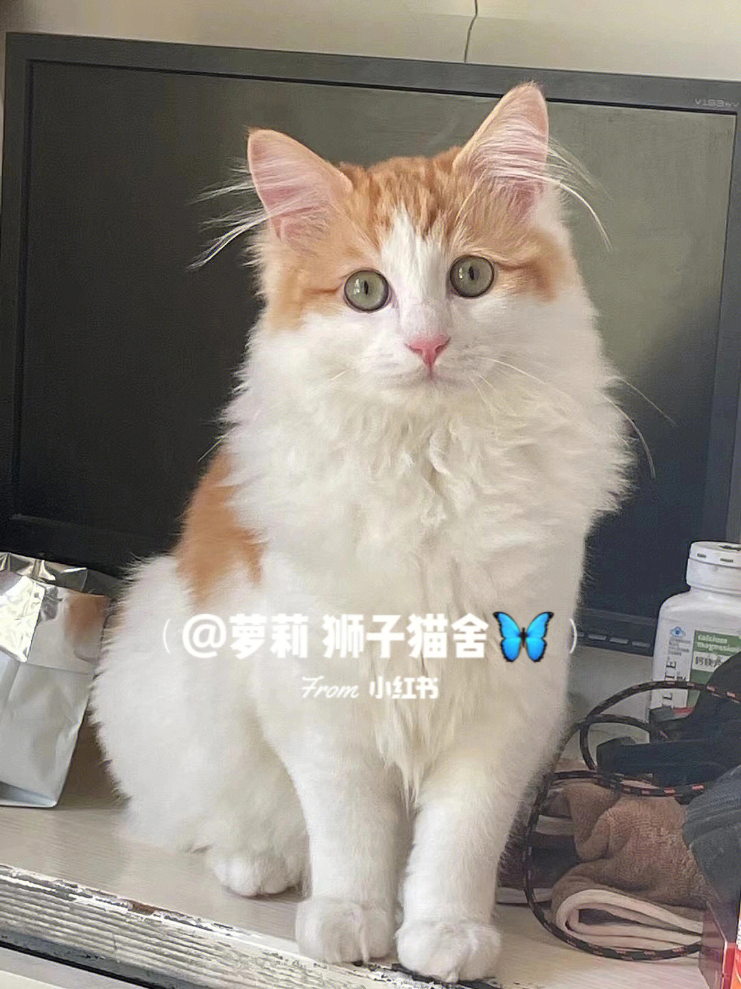 这是我家上一窝的橘白色狮子猫弟弟,一共有两只