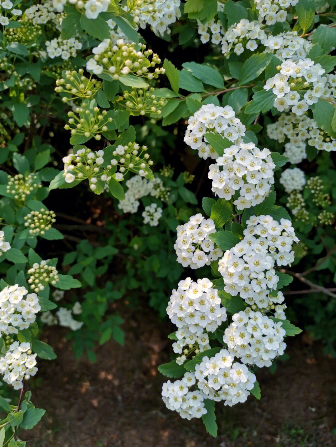 春花若雪绣球绣线菊