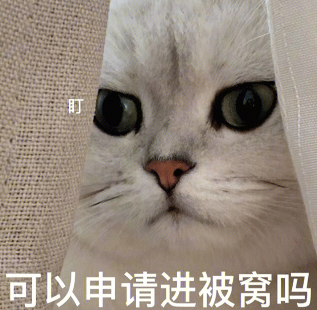 可爱表情包#猫咪表情包#表情包分享#搞笑表情包#萌宠表情包