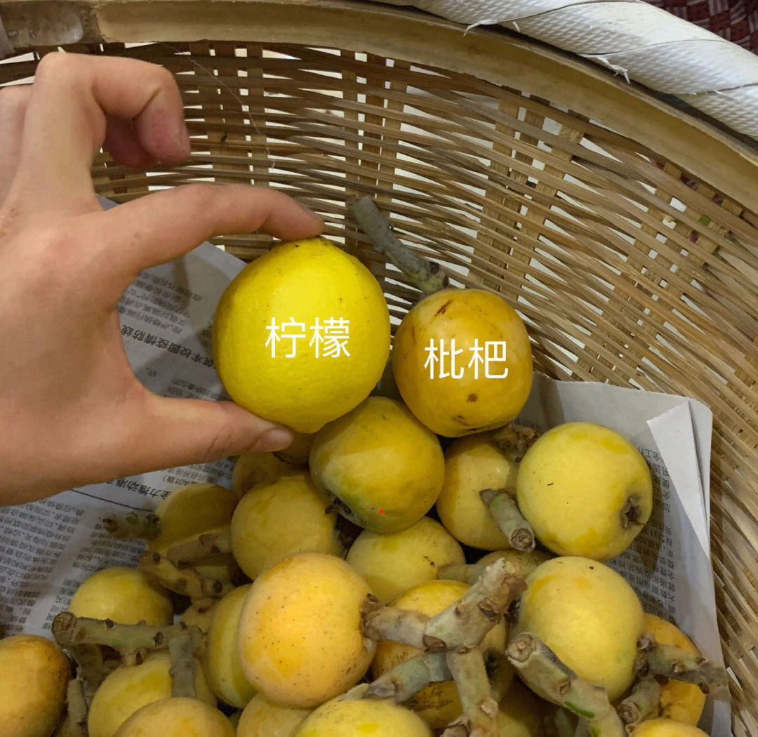 青种枇杷好大啊