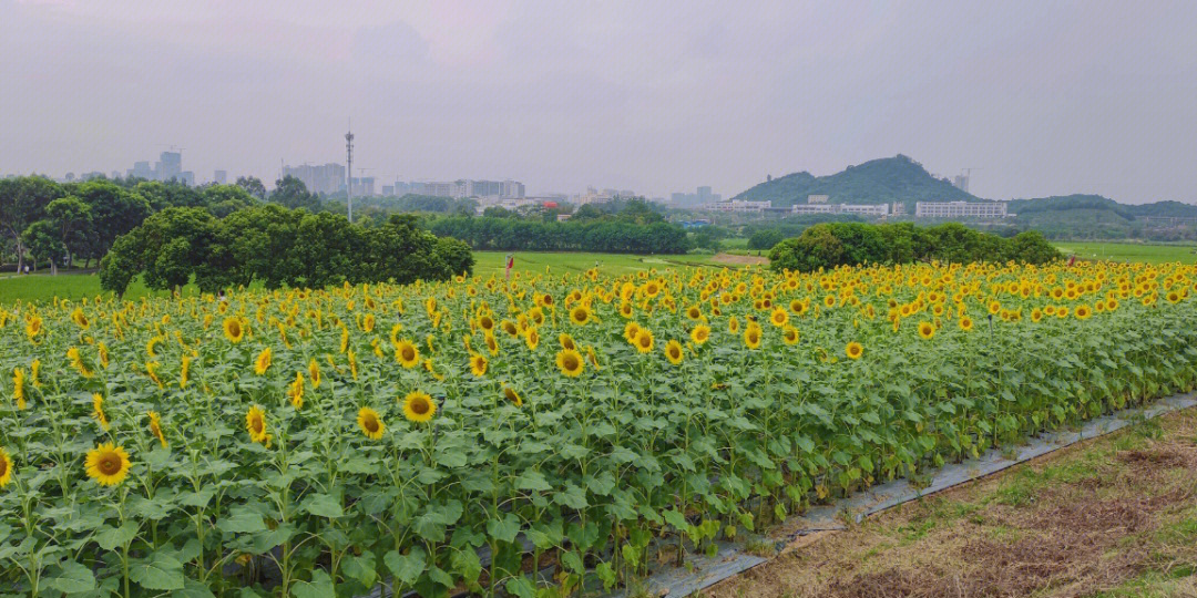 名副其实的向日葵花海