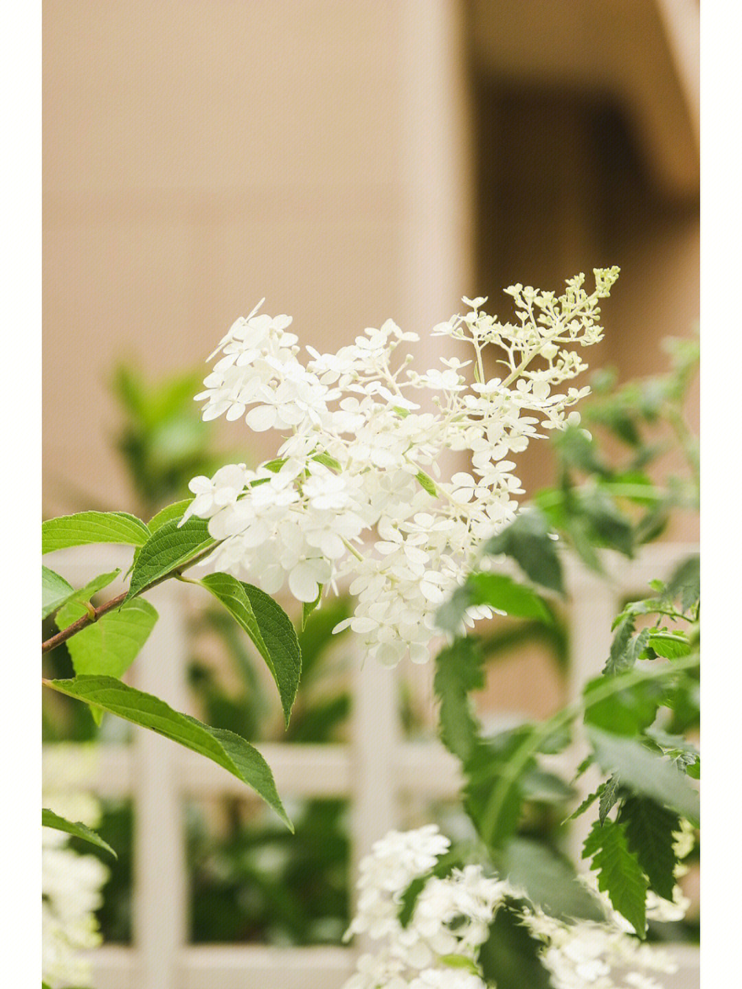 圆锥绣球香草草莓