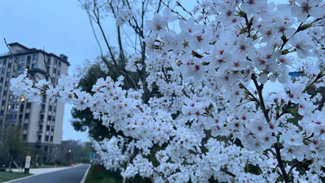 sakura傍晚的樱花