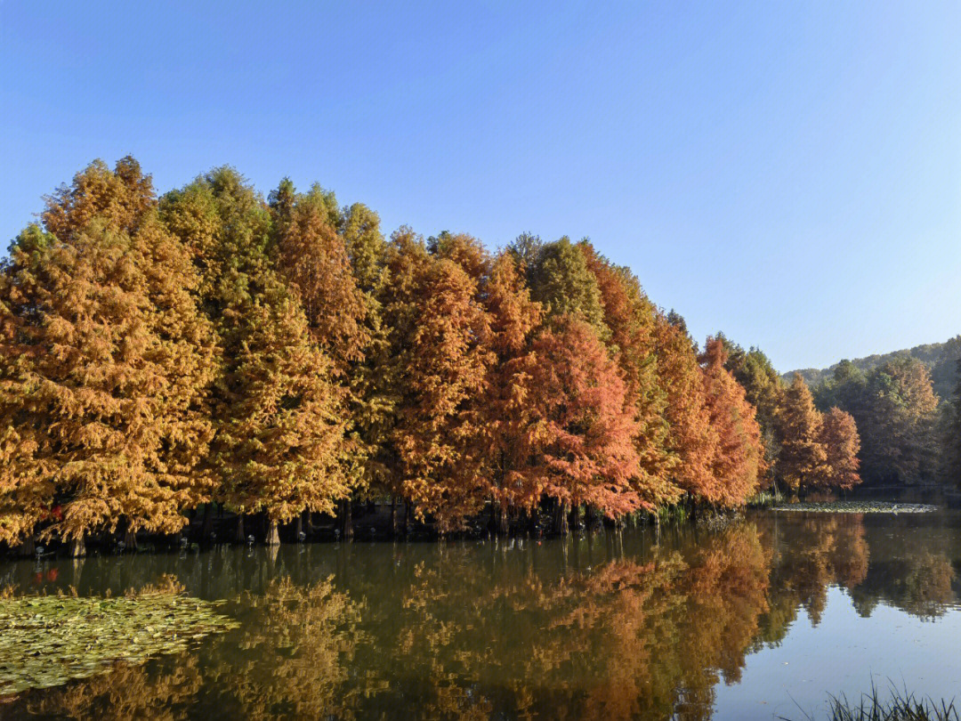 在南京这么多年,都没有在金秋时节来燕雀湖看落羽杉,感觉辜负了金陵之