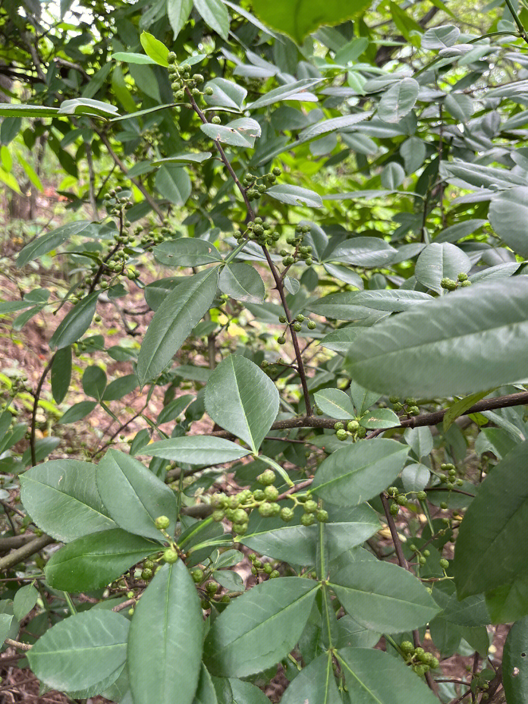 打野笔记 | 渝北区石船镇搬大头笋摘野花椒