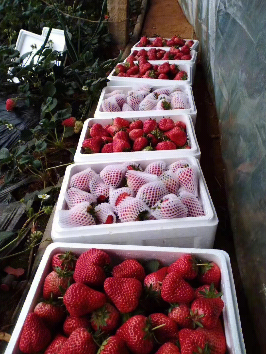 庄河99草莓 好吃