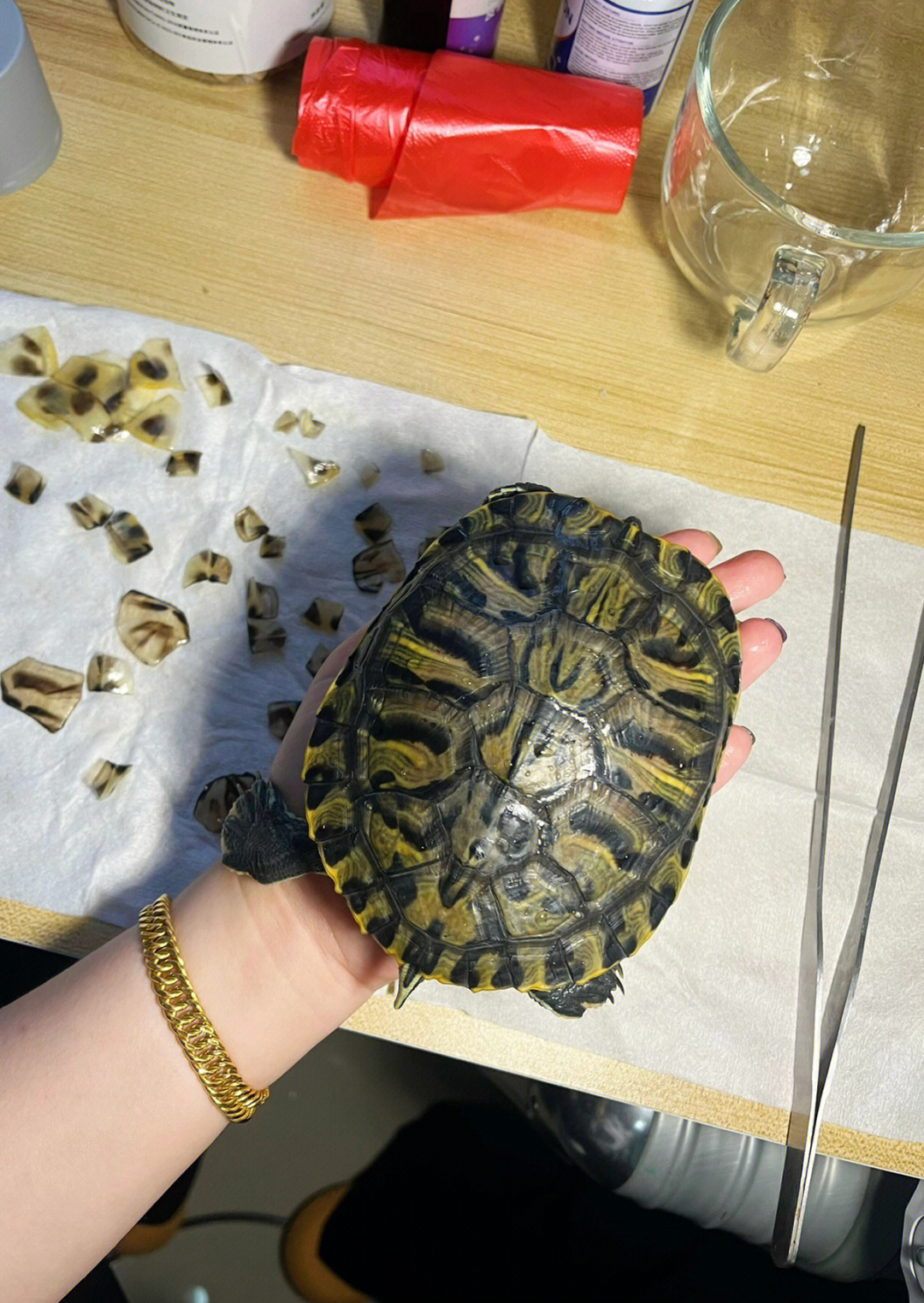 油漆龟龟3岁成长史