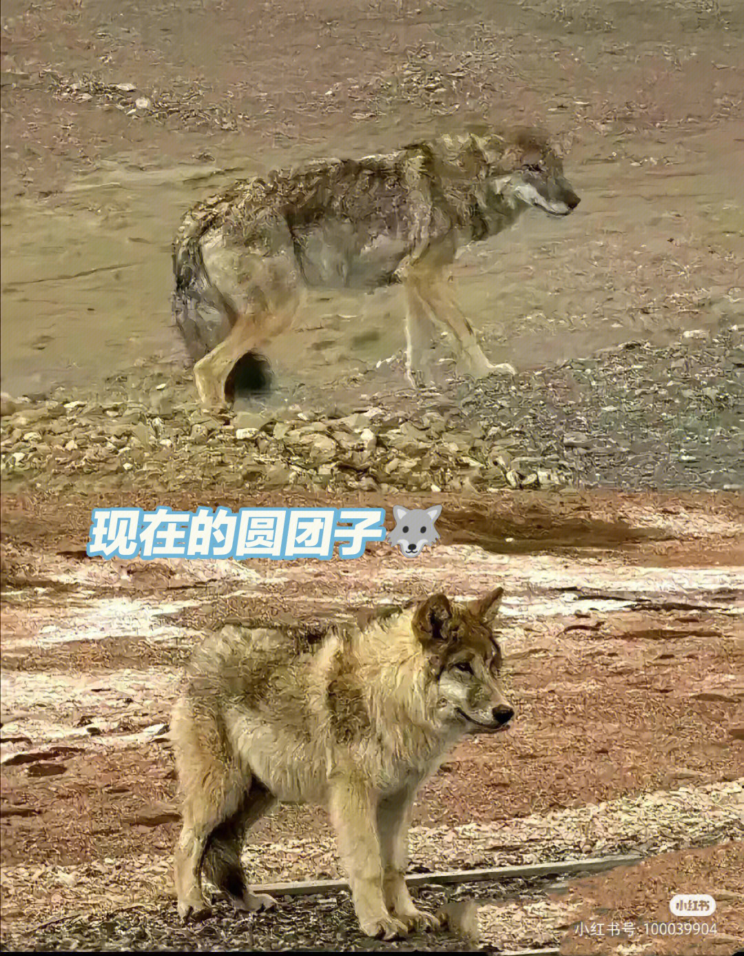 jpg