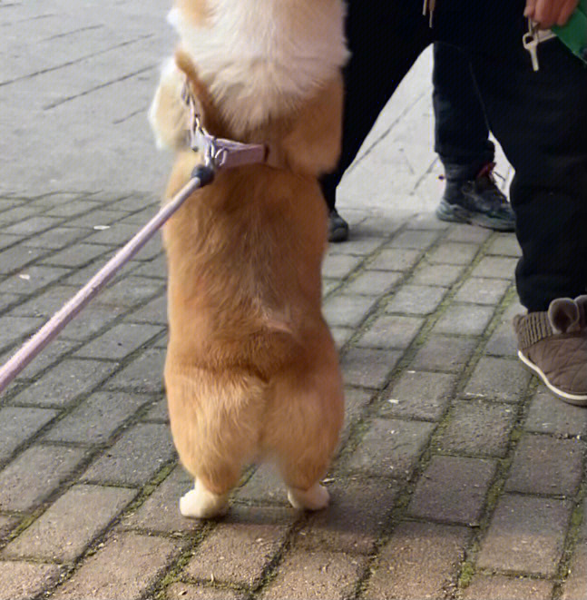 阳光下柯基幼犬照片看上去好温暖