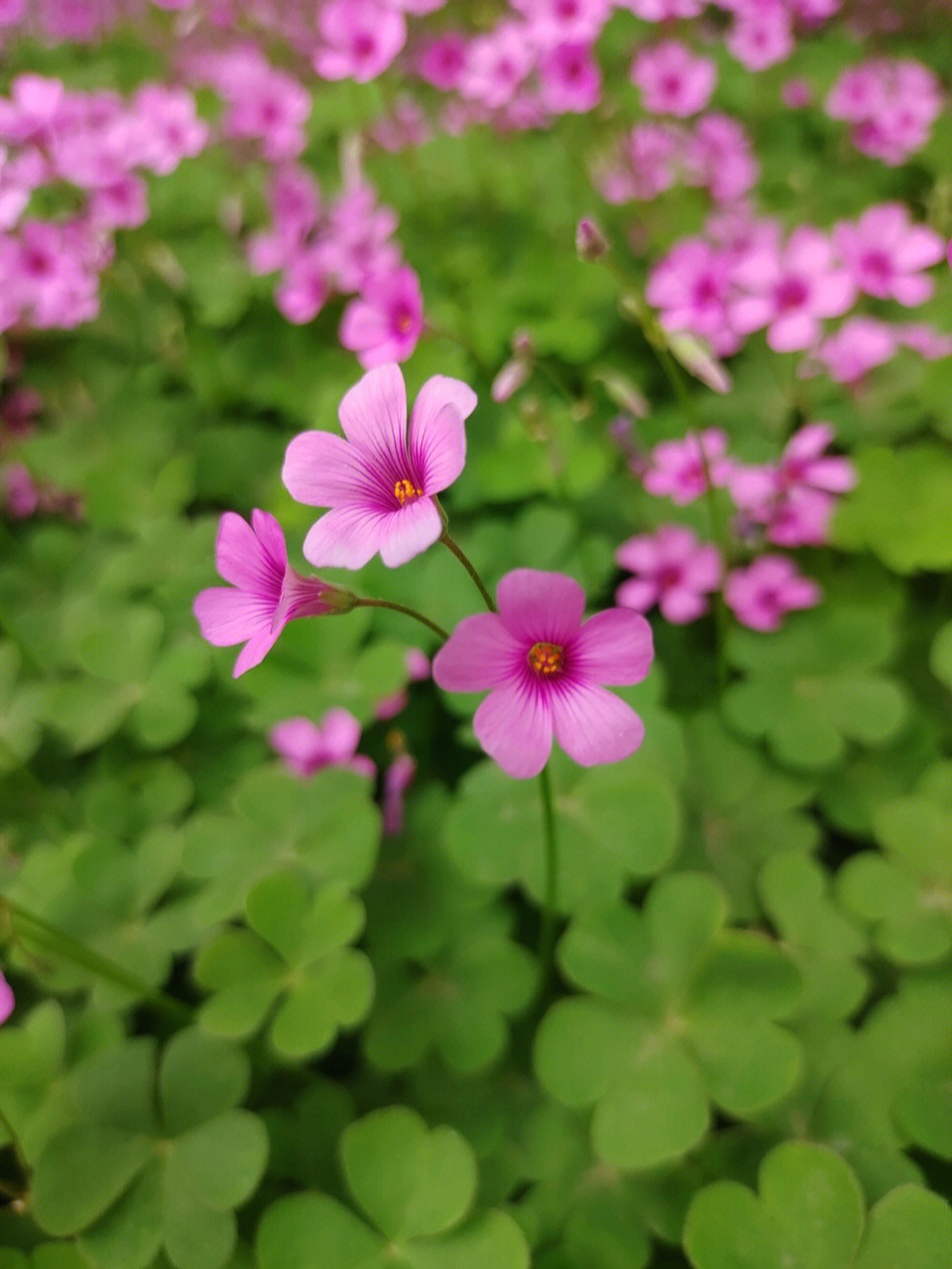 红花酢浆草